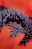 Poppy Interior_00621